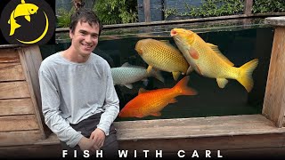 Download Lagu Fish with Carl Koi Pond - MP3 Download Lagu Fish with Carl Koi Pond - MP3