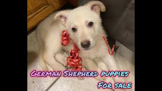 German Shepherd Puppies For Sale in Palm Bay