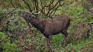 SAMBAR STALKING WITH REG GORDON