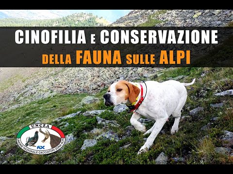 Video: Vince La Conservazione Della Fauna Selvatica E I Maggiori Sforzi Del