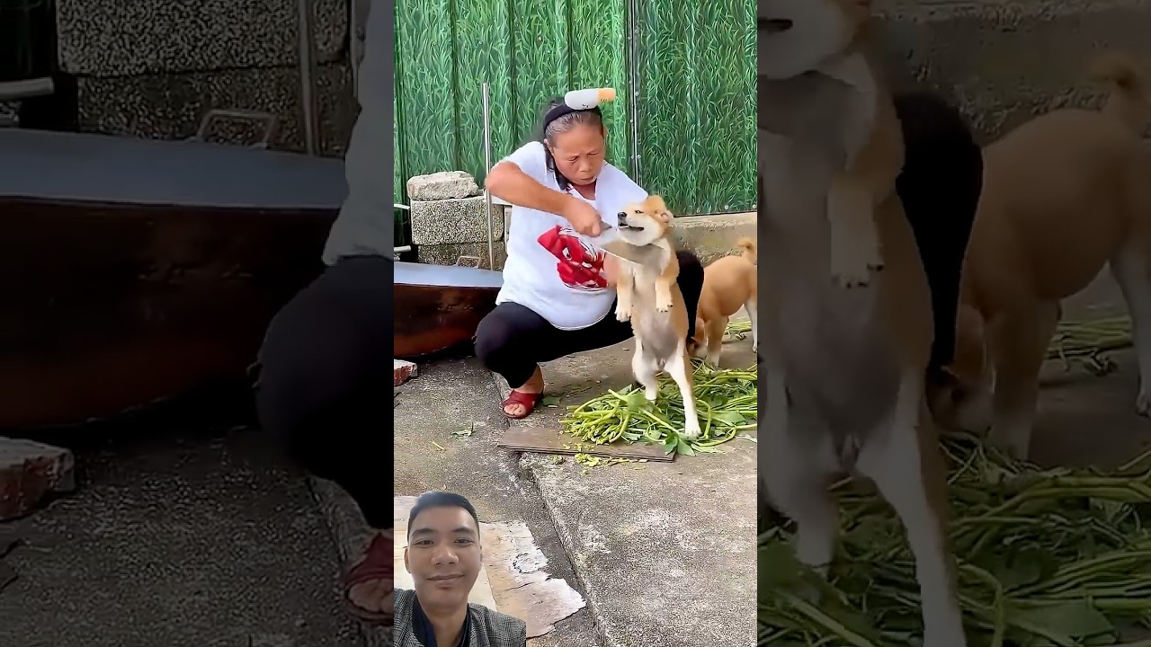 #funny #pets #cutepuppy