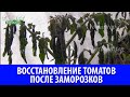 Восстановление томатов после заморозков. Стоит ли этим заниматься? Что делать если помёрзли томаты?