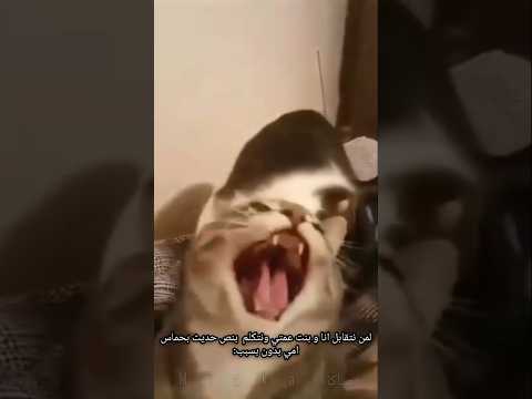 احس ان امي تقول اسكتي و كلميني انا لايك اكسبلور ميمز قطط لايك اشتراك قطة