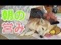 朝早く飼い主の布団にやって来る柴犬ちゃめ