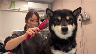 どんな動物もママが洗うと角刈りっぽくなっちゃうのなんで？