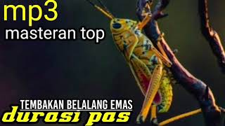 MASTERAN BELALANG EMAS TEMBAKAN PANJANG