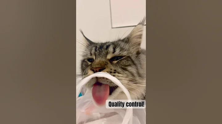 Video 11837491: mainecoon cat funnycat