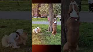 Mistrzowie drugiego planu #funny #pieski #dogshorts #funny