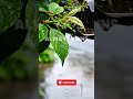 the sound of rain on flower leaves #asmr #asmrsounds #rainsounds #rainsoundsforsleeping