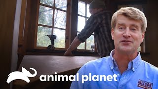 Un increíble escritorio | Mansiones en los árboles | Animal Planet