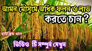 আমন মৌসুমে অধিক ফলন ও লাভ করতে চান? Hybrid rice #amon #dhan #rice