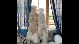Synchronized tail wagging PetsareAmazing 1