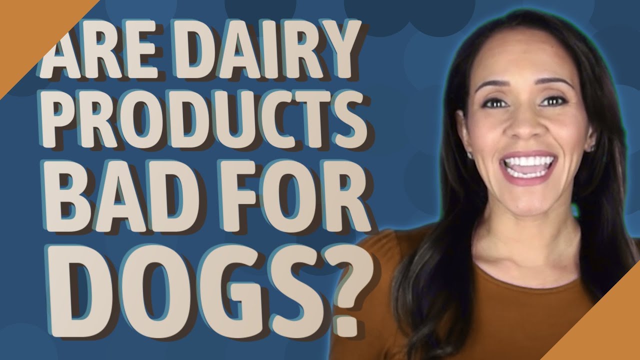 are-dairy-products-bad-for-dogs-youtube