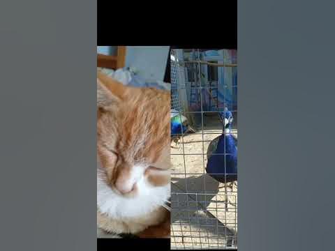 кот звонит птице - YouTube