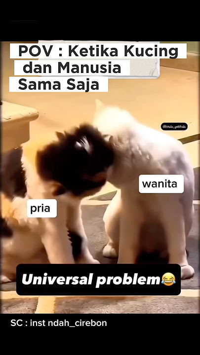 Tenang sayang, aku bisa jelasin! #komedikucing #kucinglucu #viral #trending #lucu #kocak #selingkuh