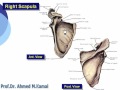 02 Upper Limb anatomy  scapula  الدكتور احمد كمال