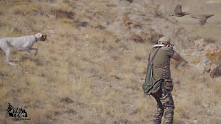 ATA TEAM KEKLİK AVI partridge hunting