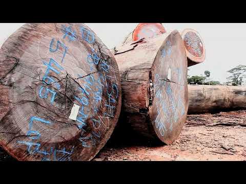 Company Cuts Logs Worth An Estimated US$2 Million Outside Concession in Liberia