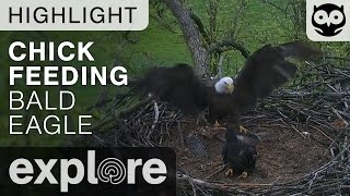 Mom Brings a Fish - Decorah Bald Eagle Nest - Live Cam Highlight