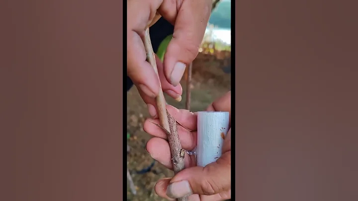 How to graft | E12 #gardeningtips #grafting #gardeninspiration #graft #graftedfruittrees #gardening