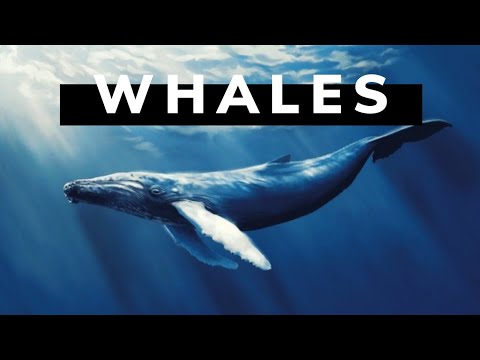 how-do-whales-evolved-into-the-largest-mammal-on-the-earth?