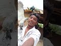 #kabutar sel kabutar baj #pigeon