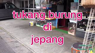 tukang burung di jepang・harga burung di jepang・burung gacor