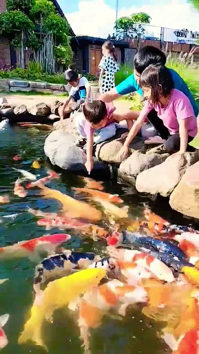 Ikan ikan lucu sekali
