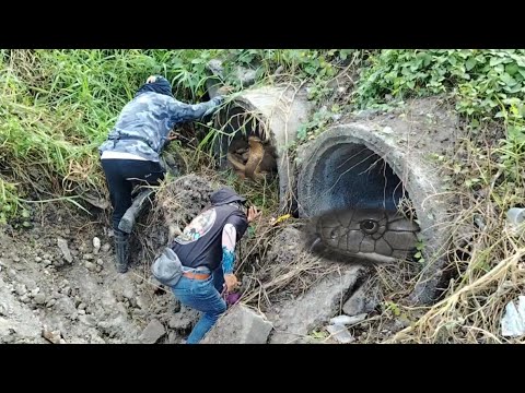 Pakalat kalat na mga  hunos ng cobra sa lininis na taron. Pinangangambahan ng mga residente.