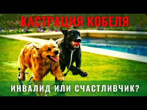📝🐕🐾 Кастрация кобеля: инвалид или счастливчик?
