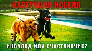 📝🐕🐾 Кастрация кобеля: инвалид или счастливчик?