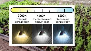 Об освещении моей зимней теплицы. И как досвечивать рассаду?