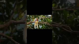 Burung Paling Indah Di Dunia