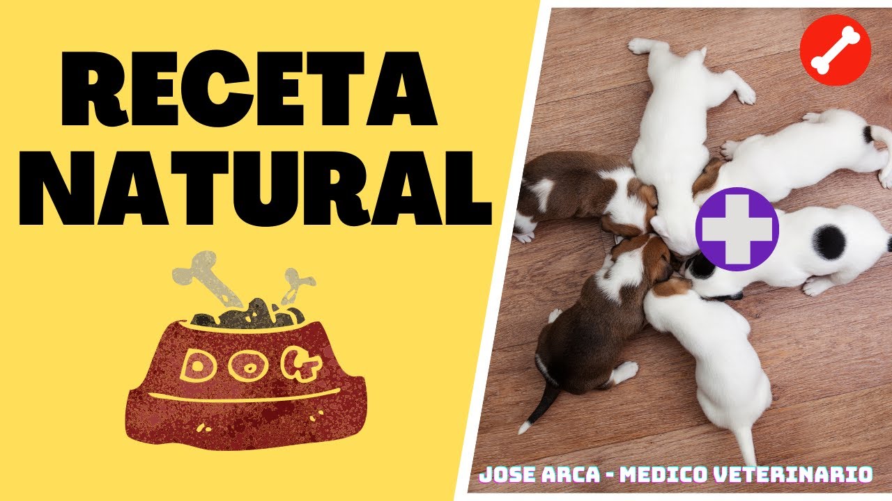Cuanto Debe Comer Un Beagle Adulto