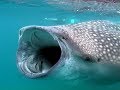 ثاني أضخم سمكة بالعالم.. معلومات عن القرش الحوتي الذي ظهر في الغردقة