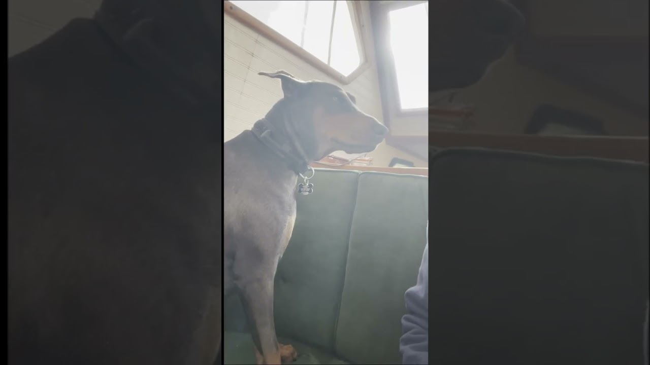 SHES SUCH A BIG BABY ! #petsofyoutube #sailing #travel #boatlife #doberman #violet