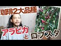 【珈琲の品種】コーヒー２大品種・アラビカ＆ロブスタの特徴と違い／アラビカ＝フルーティーで個性的／ロブスタ＝力強い苦味とコク