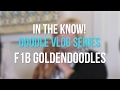 In The Know - F1B Goldendoodles