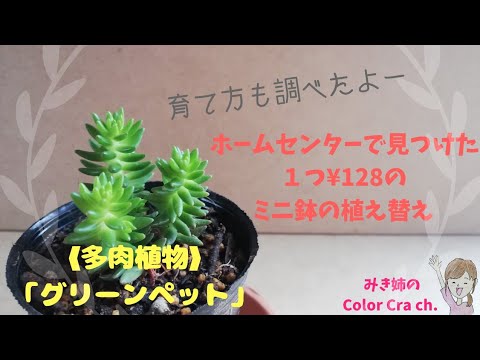 多肉植物 グリーンペット ホームセンターで見つけた１つ 128のミニ鉢の植え替え 育て方メモ付き Succulent Plant Sedum Colorful Craft Diy Youtube