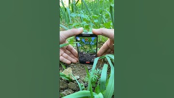 How to take a beautiful picture that makes the small thing look big#viralvideo