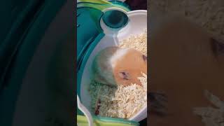 A Lonely Hamster With Joe Hisaishi