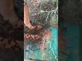 Fish Pedicure 🐬 Spa -At Mount Abu #fishshorts #fishspa #padicure #shorts #youtubeshorts #shortsvideo