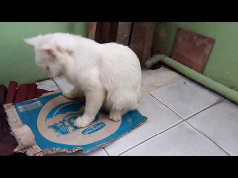 Kucing anggora putih lg mainan lucu bgt