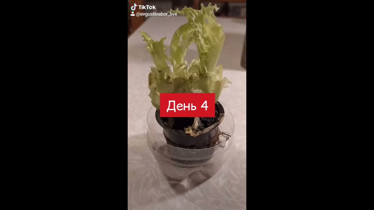 проверка салатов в магазине