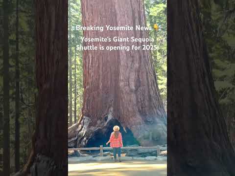 Mariposa Grove Shuttle Service 2025 Yosemite National Park