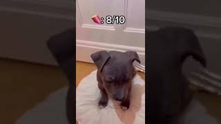 Adorable Pitbull Puppy's First Food Taste Test | Pitbull Food | Pitbull Puppy