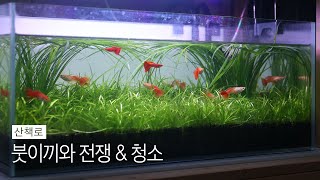 붓이끼와 전쟁 | 산책로 | 수초 트리밍 | Brush algae | Walking trails | MulMung