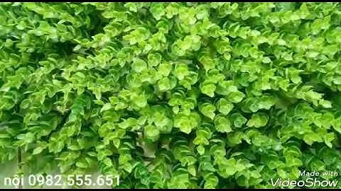 Cỏ nhựa ốp tường - Cỏ nhân tạo ốp tường - Cỏ dán tường - Tường cỏ giả