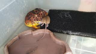 Pacman Frog Eating Mice