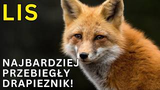 Lis: mądrzejszy od psa, śmielszy od wilka i nie boi się ludzi! INTERESUJĄCE FAKTY